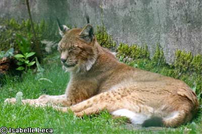 Le mystère de la bête des Vosges reste entier. Lynxvu