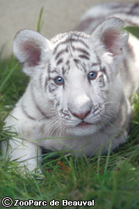 et vous, c'est lequel ? ? ? Tigre_blanc_femelle_Beauval