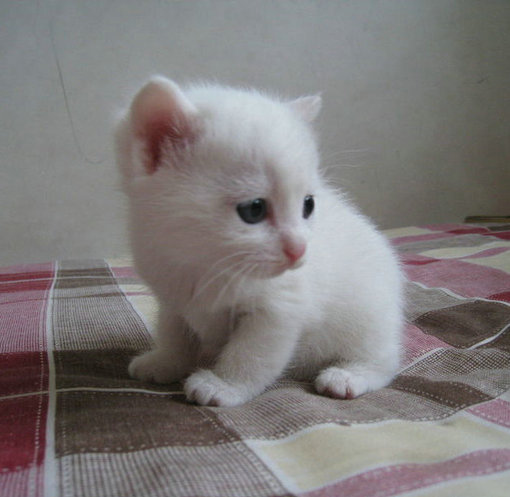 عالم قطط قطط Adorable-cat-cute-kitten-kitty-white-cat-Favim.com-41723