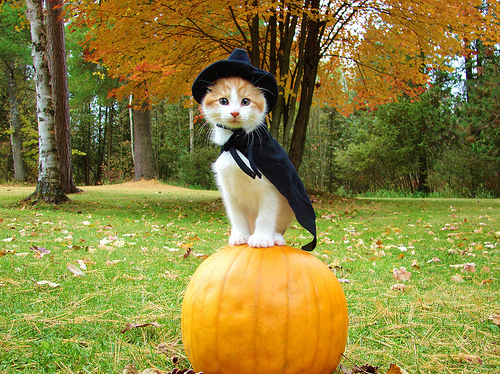 Il Pianeta è di tutti!!! - Pagina 20 Adorable-cat-cute-halloween-witch-Favim.com-46992