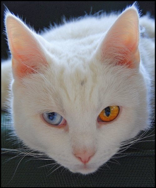 ShatteredCrystal the, um, Deputy? Albino-cat-cute-ears-eyes-heterochromia-Favim.com-78884