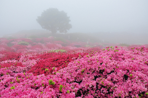 Prière pour tous - Page 8 Beauty-flowers-green-mist-nature-pink-Favim.com-84364