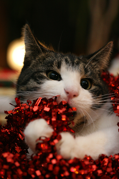 Снимки на зимата и животните Animal-cat-christmas-cute-kitten-Favim.com-119752