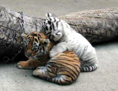 Registre seu Pet aqui - Página 3 Adorable-cubs-orange-tiger-white-Favim.com-127738