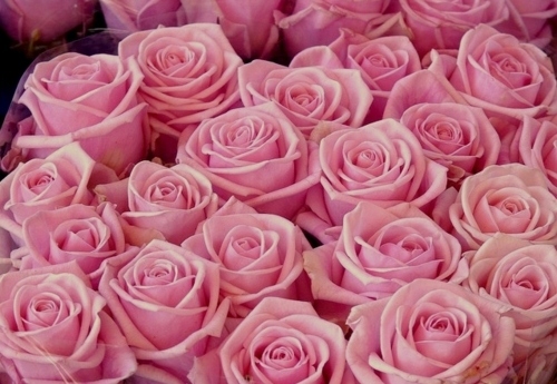 التوكل على الله Love-pink-romance-romantic-roses-Favim.com-136655