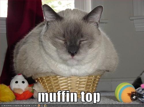 juste pour rires - Page 4 Basket-cat-funny-muffin-top-Favim.com-138269