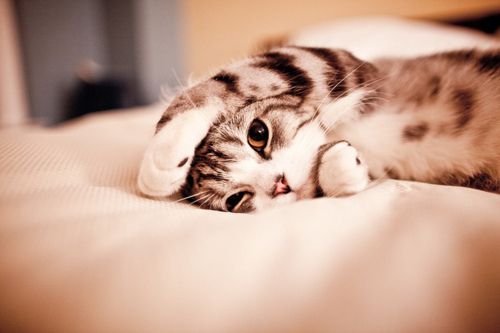 أحرف بخطٍ أحمر ! Adorable-cat-cute-eyes-kittens-Favim.com-139283