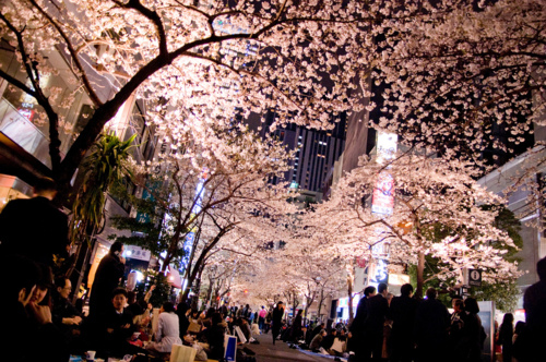 幸せ新しい年 Mon Amour Beautiful-cherry-blossom-date-japan-night-Favim.com-140724