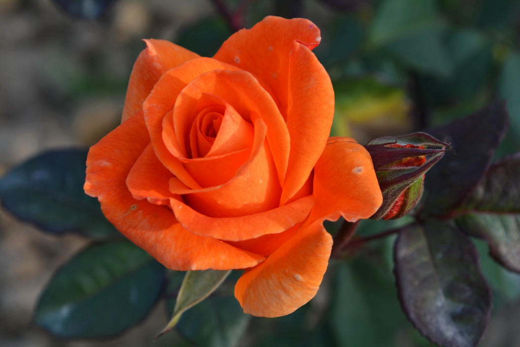 Te regalo una rosa - Página 2 Orange_rose_3_by_zeeshiking-d79rlpt