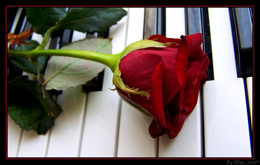 اهدي وردة لمين ما بدك Rose_On_Piano_by_yhdenenkelinunelma