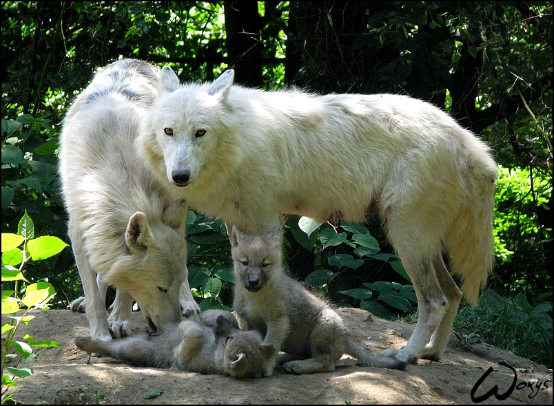 Les loups Pups_and____What__Two_moms_____by_woxys