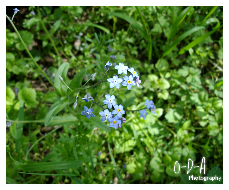 Concours photo Just_blue_flowers_by_one_day_angel-d2z74q4