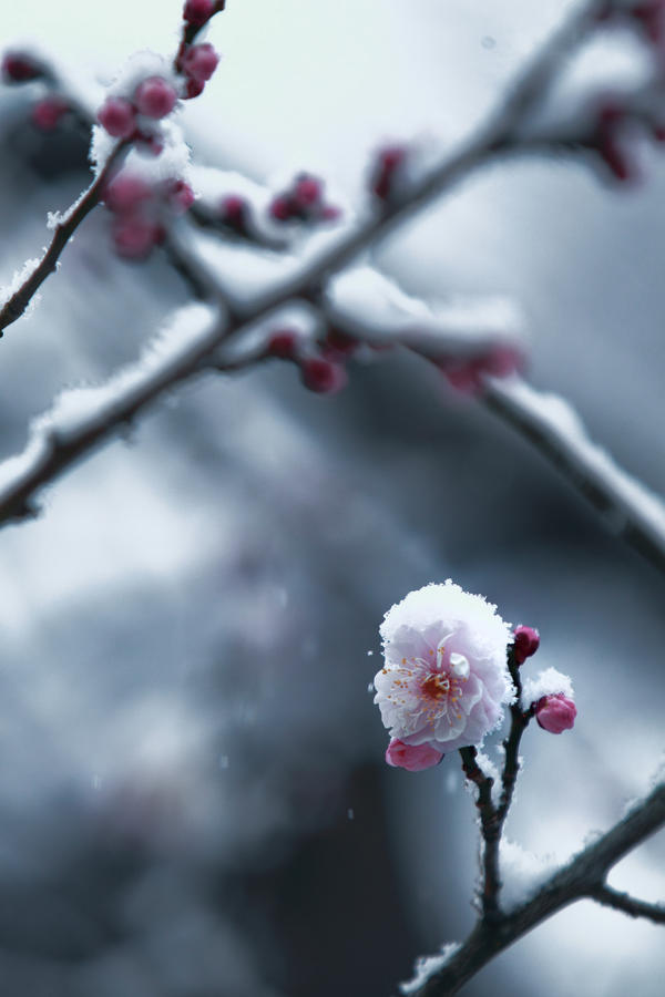 Όμορφες εικόνες... The_frozen_life_we_gave_away_by_jyoujo-d3bb9b7
