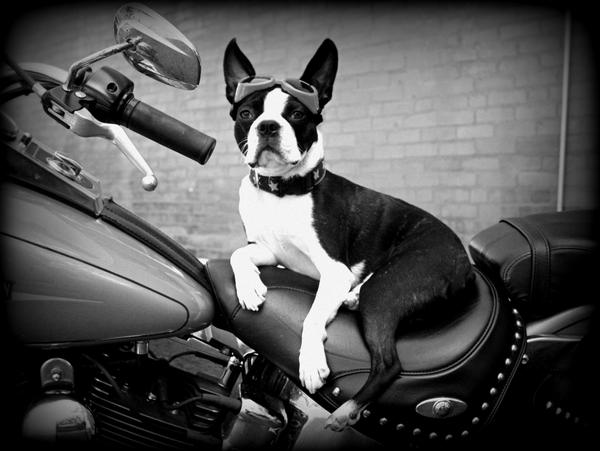 LE TERRIER DE BOSTON - Page 6 Bender_on_a_harley_by_cryrolfe-d32b7cr