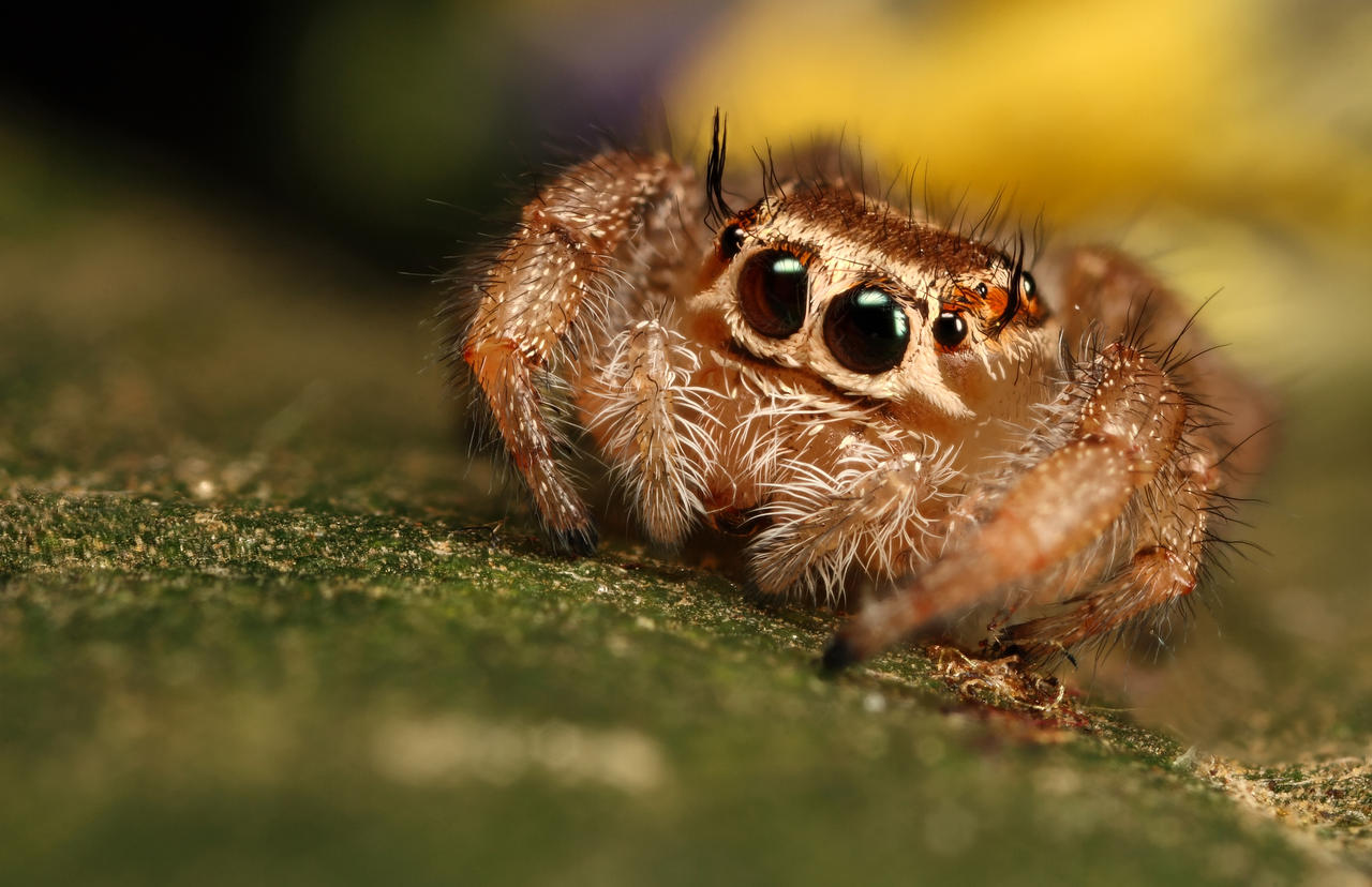 Cute Pics and other adorable things.  - Page 5 Jumping_spider_10_by_macrojunkie