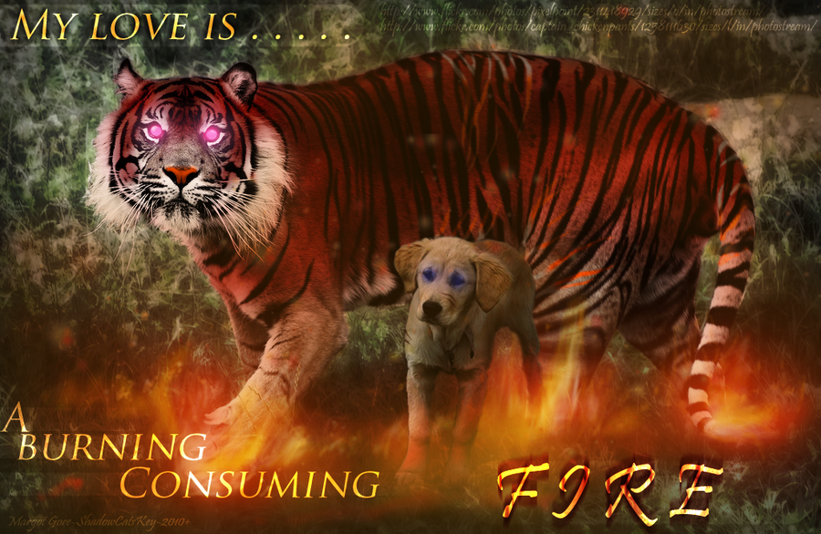 Show your tags and art! ____fire_____by_shadowcatskey-d33ee8u