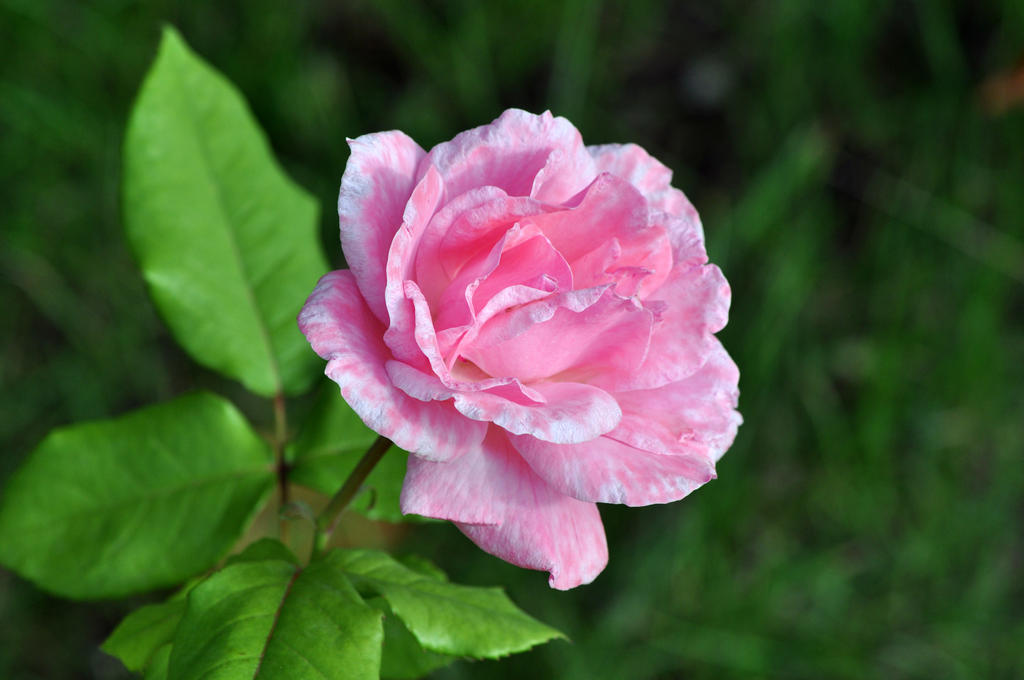 Te regalo una rosa - Página 2 Pink_rose_by_blazemorioz-d3kyr29