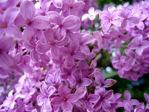 لغة الورد وانواعه Lilac-flowers-3