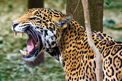 Imagenes de animales ( Juego ) Jaguar-1