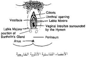 الجهاز التناسلي الأنثوي Index_clip_image001_0000