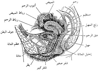 الجهاز التناسلي الأنثوي Index_clip_image001_0004