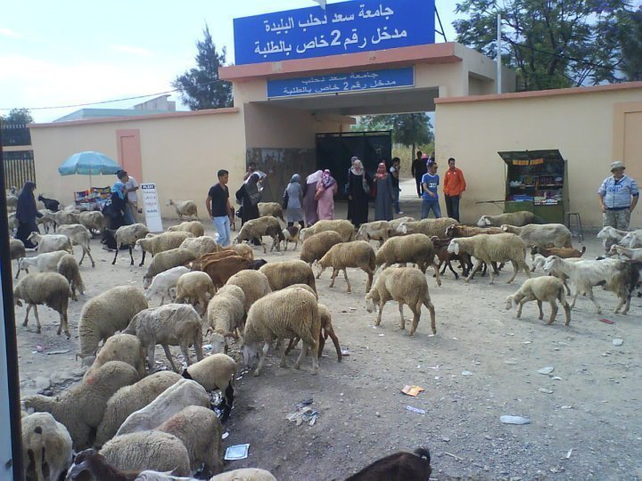 Comment sont accueillis les étudiants à l'Université de Blida ?! Mouton