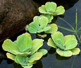 Salvina Pistia-stratiotes