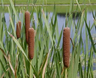 Fuego por fricción: base de doble palo con bisel. Typha-latifolia