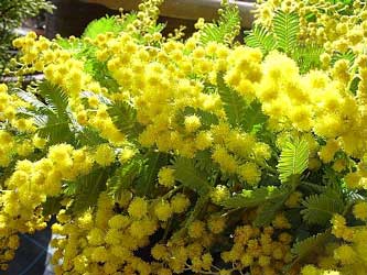 mis flores de temporada Acacia-baileyana