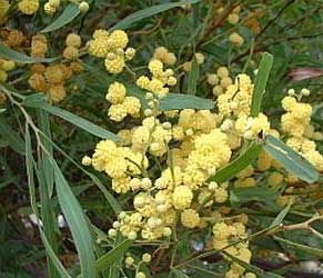 Acacia verde, Mimosa de las cuatro estaciones, Acacia plateada. Acacia-retinoides