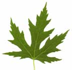 ayuda a identificar especie Acer-saccharinum-hojas
