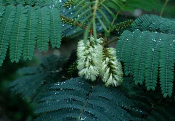 Albizia amarilla, Albicia, Acacia plumosa, Albizia de plumas. Albizia-lophanta-flor-hojas