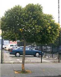 Aligustre arboreo, Ligustro disciplinado. Ligustrum-lucidum