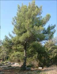  الصنوبر الحلبي Pinus-halepensis