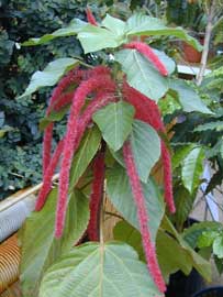 Cola de gato, Acalifa, Felpilla, Cola de Zorro, Moco de Pavo, Ricinela. Acalypha-hispida