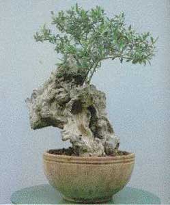 A ver que os parecen Olea-europaea-bonsai-2