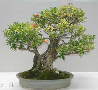 granado - Diseño granado Punica-granatum-bonsai-2