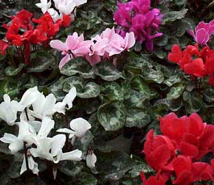 Plantas toxicas Cyclamen-persicum-flores