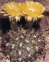 Acanthocalycium. Acanthocalycium-thionanthum