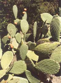 Nos chers Cactus pour "Aqui Tanger" Opuntia-ficus-indica-palas