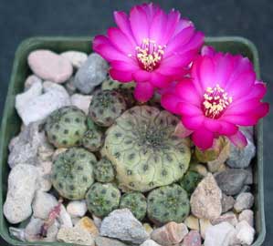 Kaktus mjeseca - Svibanj 2009 - Sulcorebutia Rauschii - Rebutia rauschii Sulcorebutia-rauschii