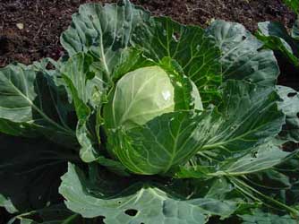 Ploida. Su papel en la Evolucion de las Plantas Cultivadas Brassica-oleracea-col-comun