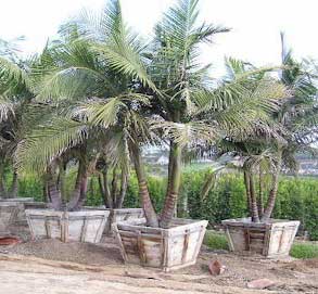 Palmera de Cunningham, Seafortia Archontophoenix-cunninghami