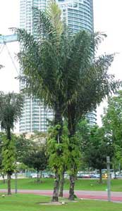 Azucarera, Palmera del azúcar, Barú, Dátil de azúcar, Gomuto, Palma de azúcar, Palmera azucarera Arenga-pinnata