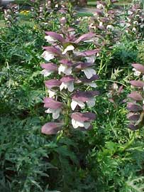 Acanto espinoso. Acanthus-spinosus-flores