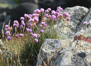 Armeria maritima Armeria-maritima-flores