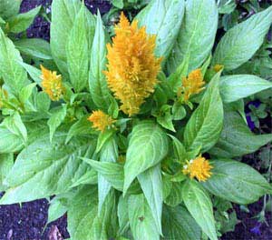 Celosía, Amaranto plumoso Celosia argentea var. plumosa Celosia-argentea-plumosa-am