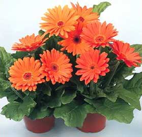 plantas con flores naranjas Gerbera