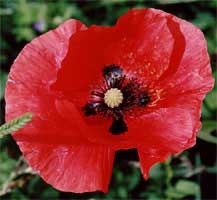 Amapola, Ababol, Amapolas, Amapolas Papaver rhoeas Papaver-rhoeas-flores