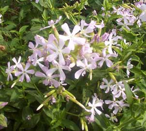 El día a día. Saponaria-officinalis-flore